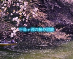 千鳥ヶ淵の桜の混雑